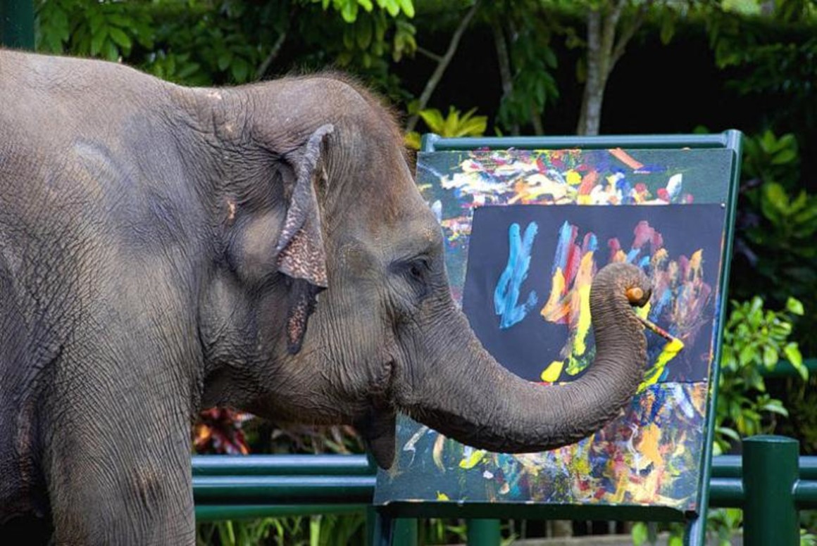 Слоны умные животные